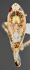 Habitus, dorsal view: !! display not done !! on Scaphytopius n. sp. PE27: Scaphytopius Ball, 1931: (Observation).