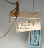 CollectionObject 1559552; NMW 899, 694f3d04-e0cc-4aaa-98fc-23e00bf9ab76: copyright NMW, Vienna. male of synonym Parasipyloidea subtilis (holotype). (CollectionObject).