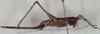 Xingbaoia karakara Rentz, 2001: female, lateral view (paratype). (Otu).