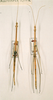 CollectionObject 1559652; 35c286cd-d2d2-43f6-a567-40b727b7cc88: copyright NHRS, Stockholm. male of synonym Marcenia cunctatrix (syntypes). (CollectionObject).