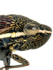 Head on Cuerna arida Oman & Beamer, 1944: Head and thorax in lateral view. Mexico, Durango, INHS. (Observation).