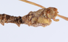 CollectionObject 1558792; 88921091-589b-4336-8908-a6ccde1ffbae: copyright ZMUH, Hamburg. male: end of abdomen, lateral view (holotype). (CollectionObject).