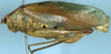 CollectionObject 1532979; 8f54653d-0da8-489f-b40c-48447cdb5772: female, lateral view (syntype). (CollectionObject).
