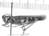 CollectionObject 1524973; 0659138d-e2c0-4e50-ab41-1082e7c9a5c8: male, lateral view (holotype). (CollectionObject).