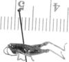 Eujivarus fusiformis Bruner, 1911: male, lateral view (allotype?). (Otu).
