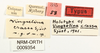 CollectionObject 1529880; NHRS 9354, 85f6fbd2-dd92-4107-94fd-0b082eba6321: female, labels (holotype). (CollectionObject).