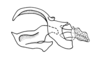 Maylasacris rugosa Cigliano & Amédégnato, 2010: Fig. 8Z. endophallic plates (basal and apical valves of aedeagus) and cingulum, lateral view. (Otu).