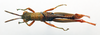 CollectionObject 1575268; 5f84a42c-0d58-4a25-a326-98b3d6f0054c: male, dorsal view (paratype). (CollectionObject).