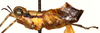 CollectionObject 1544452; c6ecc19d-1302-4482-8c6d-91d7e279ad36: specimen with damaged abdomen, lateral view (paratype). (CollectionObject).