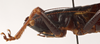 CollectionObject 1534472; e0ed2c48-dc6e-4c92-a328-01df0f68ad7b: male pronotum, lateral view (holotype). (CollectionObject).