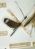 CollectionObject 1561393; 5a52a9e6-b91d-4ae9-b538-74938a2a5840: copyright MNHN, Paris. male of synonym Necroscia nobilissima (holotype). (CollectionObject).