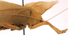 CollectionObject 1534609; bcb1ff0f-c236-4e6c-bdf6-09f06bc1862f: male pronotum, lateral view (holotype). (CollectionObject).