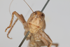 CollectionObject 1475709; bced1609-a909-4c85-a40e-1e5e2a1ef9df: Female, head, anterior view (syntype). (CollectionObject).