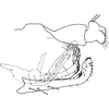 Pygofer, lateral view on Aguriahana youngi Chiang, Hsu & Knight, 1989: Pygofer, lateral view. (Observation).