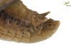 CollectionObject 1849311; Unioeste Cascavel K-0047, 8b6ebdb8-223a-448e-817d-76ea1884e307: Male. End of abdomen, lateral view. (CollectionObject).