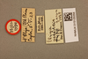 CollectionObject 1518846; e18b631b-810a-4daf-9d28-dbb85bcab85c: labels (holotype). (CollectionObject).