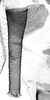 Aedeagus, lateral view.: Siphunculus (SI) of A. decepta. (Observation).