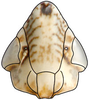 Head: Chiasmus sp., face (INHS). (Observation).