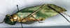 CollectionObject 1500557; 4d35b985-9256-4a01-a0d7-f52641f35113, DORSA BTgoegalHTF: female, lateral view (holotype). (CollectionObject).