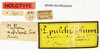 CollectionObject 1561246; 52514916-69bb-43da-8244-0084b226fad5: copyright MNHN Paris. female of synonym Phyllium magdelainei, data labels (holotype). (CollectionObject).