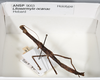 CollectionObject 1559387; f710804b-5bd8-40d0-8f0d-f6c441cf5742: copyright ANSP. female, dorsal view (holotype). (CollectionObject).