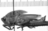 CollectionObject 1535592; 6f17b984-ac79-49f8-9d18-273239104a3c: Image Carbonell, C.S. male, lateral view (holotype of Securigera acutangula). (CollectionObject).