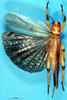 CollectionObject 1537626; 045f25b2-eebd-404a-b65c-e0b6b1315e28: female, dorsal view. (CollectionObject).