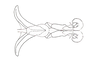 Dichroplus mantiqueirae Ronderos, Carbonell & Mesa, 1968: Fig. 109. endophallus, ventral view. (Otu).