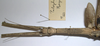 CollectionObject 1557407; 986988c8-bd6c-4d77-9865-31dcdbb0b6ea: copyright MRAC, Tervuren. female: head & thorax, dorsal view (holotype). (CollectionObject).