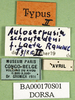 CollectionObject 1501657; 607d2fe3-87aa-48f2-8860-f2a1f3f3979f, DORSA BA000170S01: labels (holotyoe of Auloserpusia laeta). (CollectionObject).