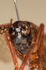 CollectionObject 1531237; cc43f315-e9ff-4f2e-98ee-d6d54d6eda3f: female, anterior view (holotype). (CollectionObject).