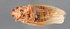 Other: !! display not done !! on Prairiana fraterna (Spångberg, 1878): (Observation).