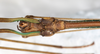 CollectionObject 1557304; NMW 645, f9e15317-ecad-451e-9f8e-c1986a57f9e7: copyright NMW, Vienna. male head, ventral view (holotype). (CollectionObject).