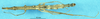 CollectionObject 1507043; d504aeac-a30f-46cf-aba9-a682197a89a5: female, dorsal view (holotype). (CollectionObject).