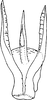 Aedeagus, ventral view on Empoascanara (Empoascanara) Distant, 1918: Aedeagus (E. nigrobimaculata Motsch.), ventral view. (Observation).