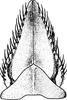 Subgenital plate: !! display not done !! on Paraphlepsius (Gamarex) rileyi (Baker, 1898): Subgenital plate. (Observation).