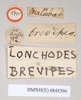 CollectionObject 1559400; NHMUK(SF IMPORT DUPLICATE) 844596, 26fc4080-bb42-41d7-a07c-faec81bdce35: copyright Natural History Museum, London. male, data labels of Lonchodes brevipes (holotype). (CollectionObject).