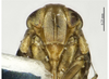 Head on Shadelphax kashiensis Chen & Yang, 2012: (Observation).