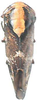 Habitus, dorsal view on Drabescus ogumae Matsumura, 1912: Habitus, dorsal view. (Observation).