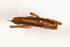 CollectionObject 2602149; 6e785ce8-fb19-4286-810b-6c8663f79f3b: female, dorsal view (paratype). (CollectionObject).