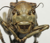 CollectionObject 1534971; 946bf810-25e9-4cd8-9e6f-ca64f6ba3dc3: male, frontal view (holotype). (CollectionObject).
