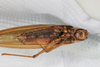 CollectionObject 1505885; e09d9024-f103-42e3-819c-517dfd55be31: female, ventral view (holotype). (CollectionObject).