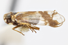 Habitus, lateral view: (Observation).