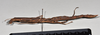CollectionObject 1558569; 53e1fdbb-9161-455d-bcb1-b772a9e51aaa: copyright NTUC. female, lateral view (syntype). (CollectionObject).;CollectionObject 1558570; bfcc2c1d-711c-4901-beb1-4a62427f0abc: copyright NTUC. female, lateral view (syntype). (CollectionObject).