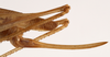 CollectionObject 1534525; a90e162f-bf3d-454b-a844-79aa191b5b31: female ovipositor (holotype). (CollectionObject).