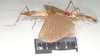CollectionObject 1562087; NHMUK(SF IMPORT DUPLICATE) 844849, dfe18c8e-6df1-48ea-a379-aae4ca4b8d1f: copyright Natural History Museum, London. female, lateral view (syntype). (CollectionObject).