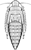 Nymph: (Observation).