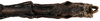 CollectionObject 1578587; RBINS IG: 32700, 737198b7-593d-40e7-b101-96be7e35e36d: copyright ISNB, Brussels. male: end of abdomen, ventral view (holotype). (CollectionObject).