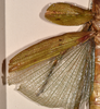 copyright OUMNH. female wings of Cyphocrania (Eurycnema) versirubra (holotype). Depicts CollectionObject 1558775; 1223b893-7818-4212-b7d4-d77b2eff36da, a CollectionObject.