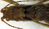 CollectionObject 1500395; eec3e4ed-5cfb-4784-9c80-6521a052e34e: female pronotum, dorsal view (holotype). (CollectionObject).